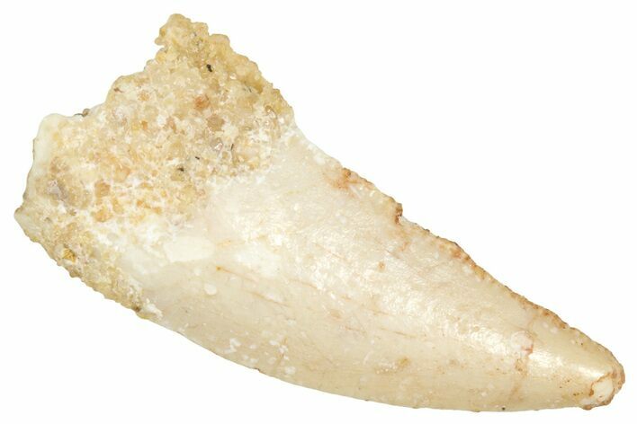 Raptor Tooth - Real Dinosaur Tooth #371484